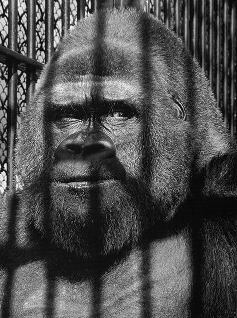 Wolfgang Suschitzky, Guy the Gorilla, 1958