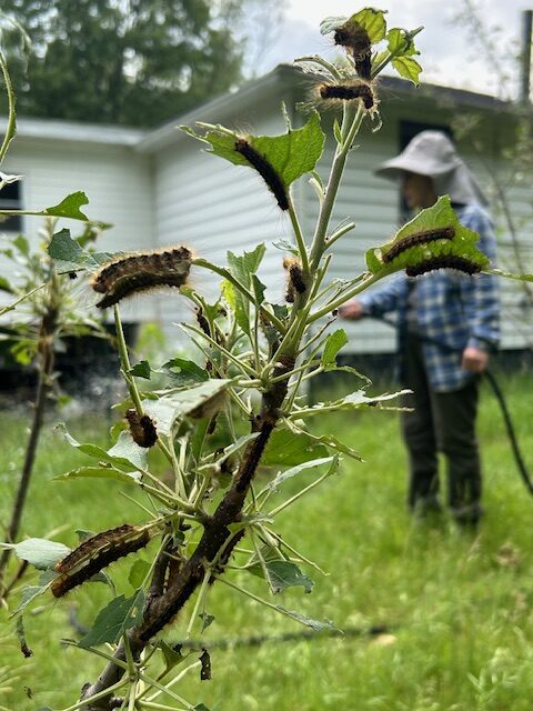 Anna with gypsy moths, summer 2024