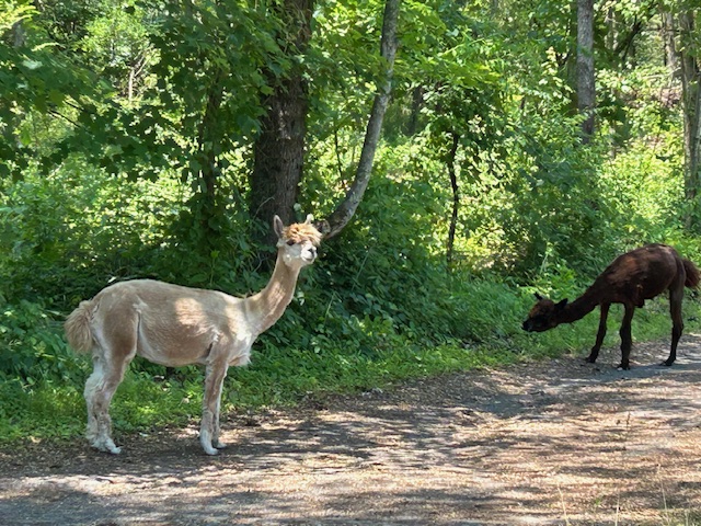 Llamas on Lamberti Lane, summer 2024